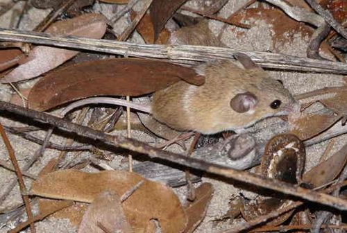 Desert pygmy mouse